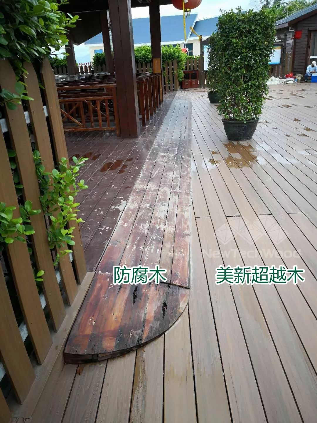 歷經(jīng)風吹雨打，依舊亮麗如初的美新超越木